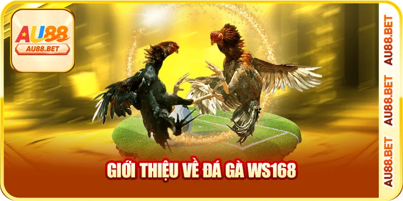 Giới thiệu về đá gà WS168